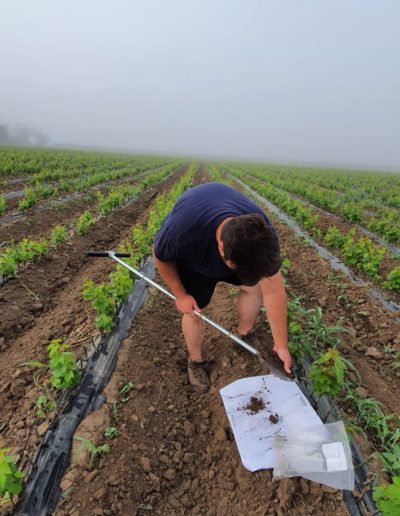 Soil sampling from nursery for moisture assessment